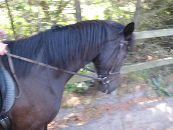 Oldenborg Samir - Smuks. (= *FOTO//MARIE* billede 14
