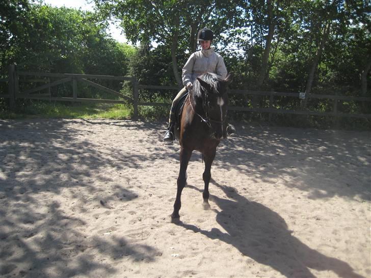 Oldenborg Samir - Schenkelvigning. (x *FOTO//MARIE* billede 15