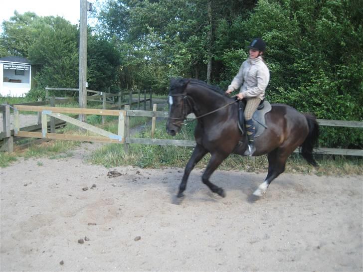 Oldenborg Samir - Galop?. <3 *FOTO//MARIE* billede 16