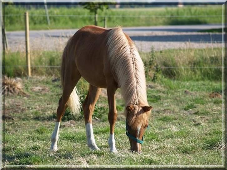Arabisk fuldblod (OX) Zahrah Hamrah El Azraff  - Zahrah 1 år (foto: Azraff Arabians) billede 2