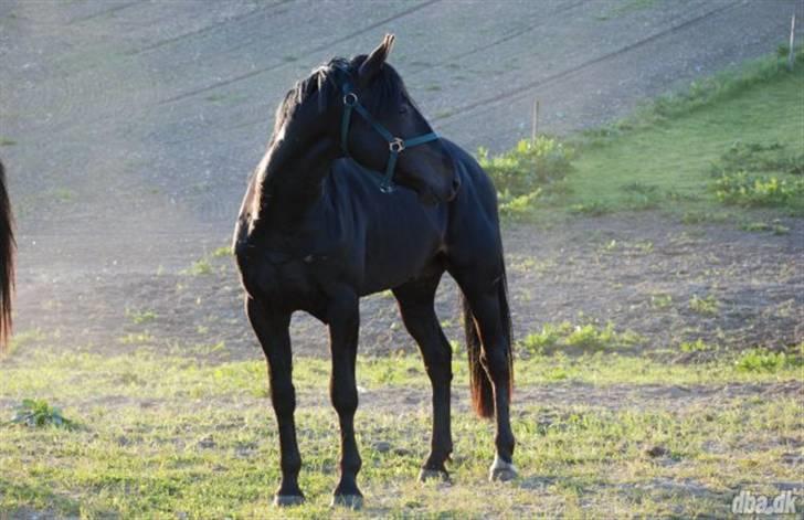 Anden særlig race Tjalfe billede 1