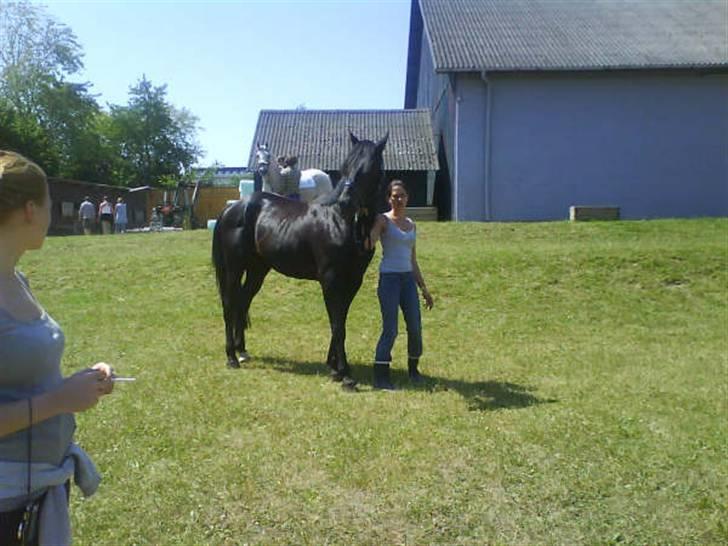 Anden særlig race Tjalfe billede 3