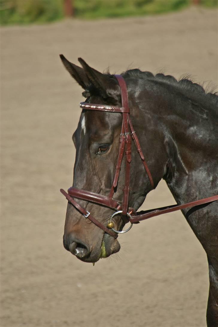 Dansk Varmblod Pilelunden's Lucky Star - SOLGT -  - fotograf: Brian Kristiansen billede 1