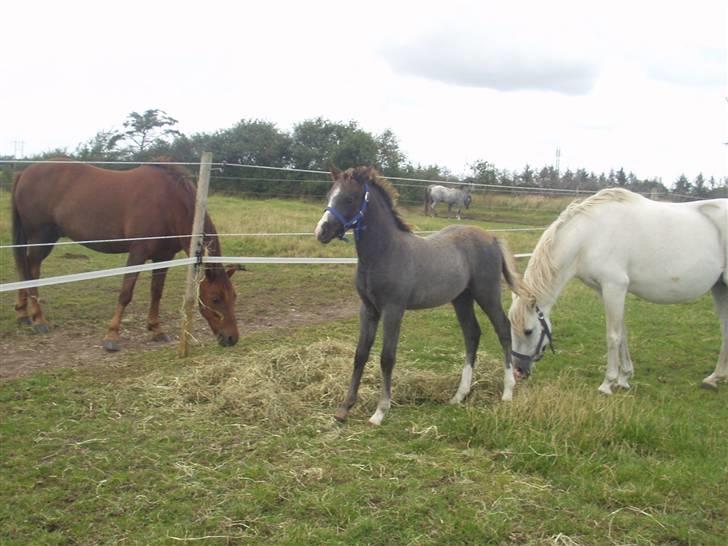 Welsh Pony (sec B) Noah  *solgt* - Så er føl-pelsen skiftet. billede 9
