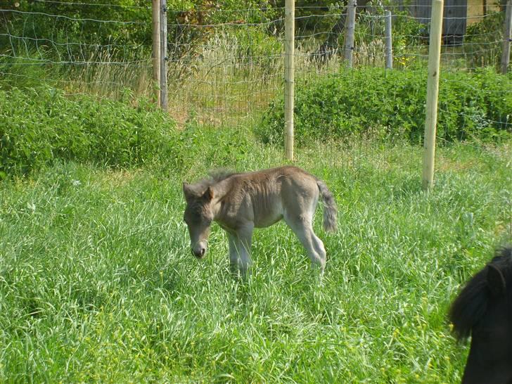 Shetlænder Black Morgan *solgt* billede 7