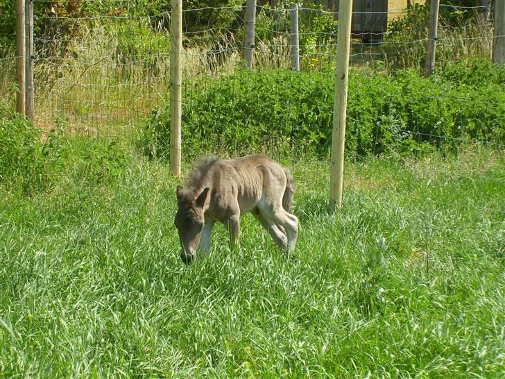 Shetlænder Black Morgan *solgt* billede 8