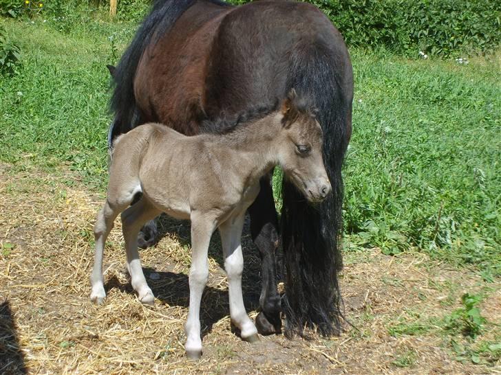 Shetlænder Black Morgan *solgt* billede 9