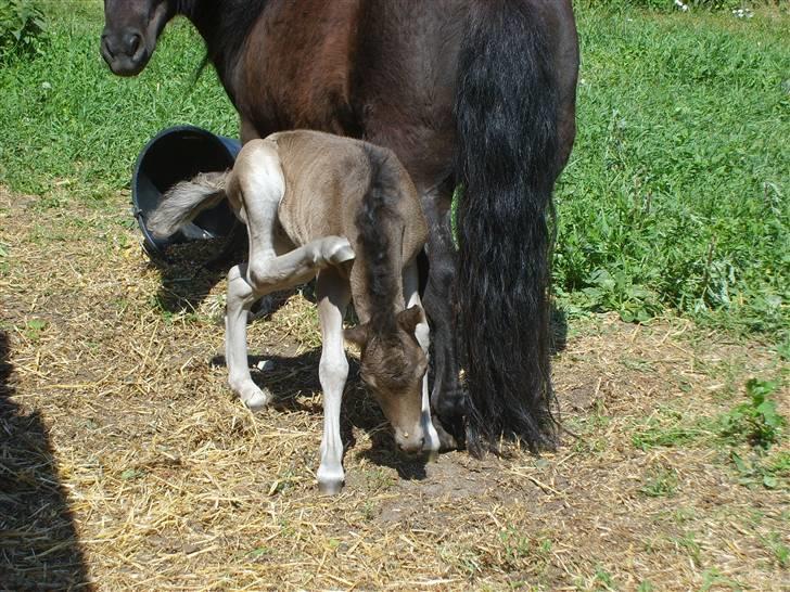 Shetlænder Black Morgan *solgt* billede 10