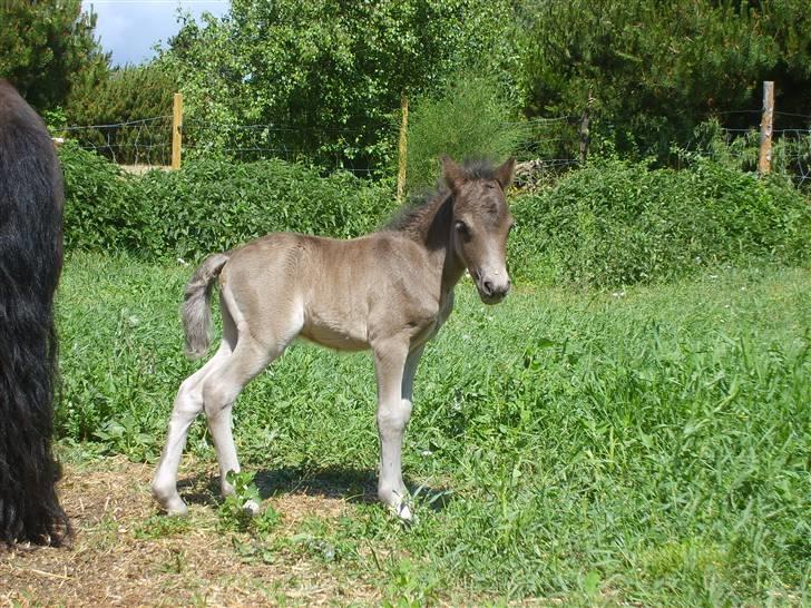 Shetlænder Black Morgan *solgt* billede 11