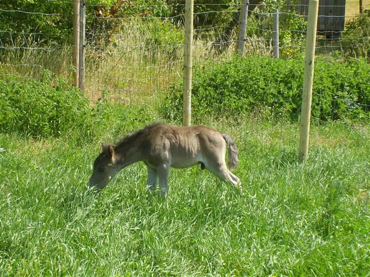 Shetlænder Black Morgan *solgt* billede 13