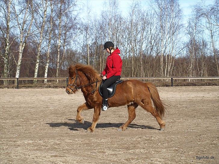 Islænder Bjarni dyssemosen - #13 Galop til Hildingur Firmakeppni 2011, efter udtagelsen. Foto: Sofia G billede 10