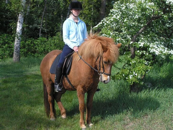 Islænder Sigyn fra Madumsø - Flotteste billede af Sigyn - EVER! Foto: Min mor billede 2