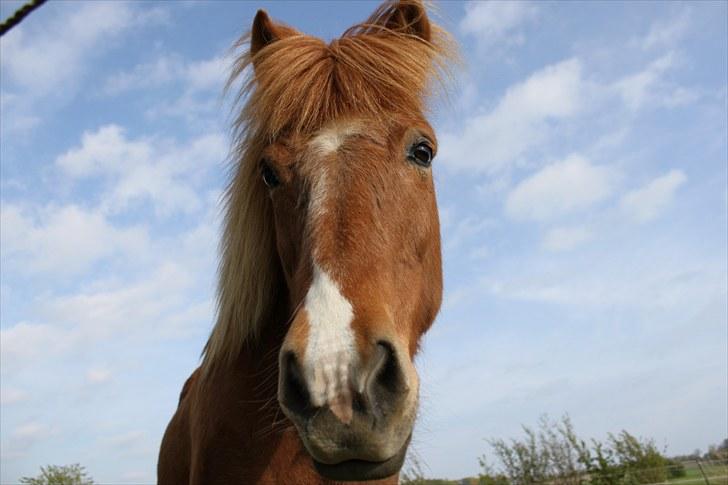 Islænder Sigyn fra Madumsø - Foto: Mig billede 3