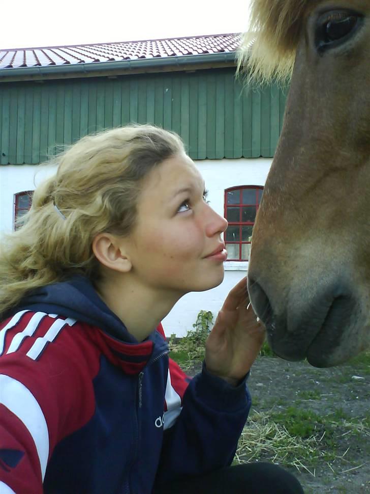 Islænder Sigyn fra Madumsø - Det billede jeg har tegnet efter. Foto: Mig (mobilbillede, derfor den dårlige kvalitet) billede 4
