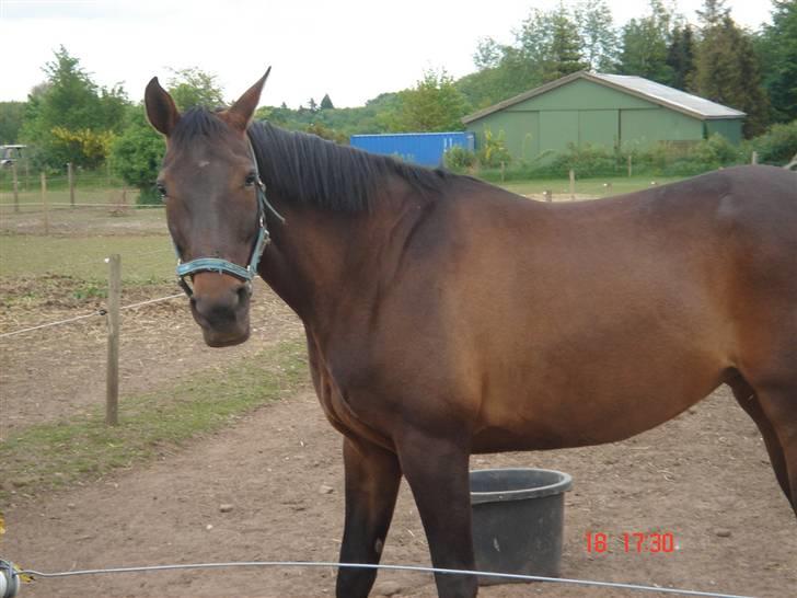 Dansk Varmblod Helia Enemærke *SOLGT* (Himmelhest) billede 10