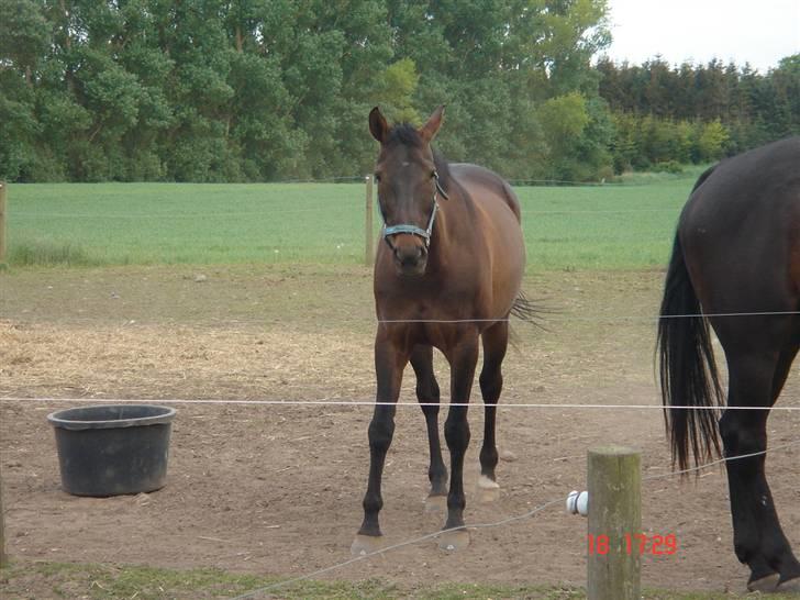 Dansk Varmblod Helia Enemærke *SOLGT* (Himmelhest) billede 11