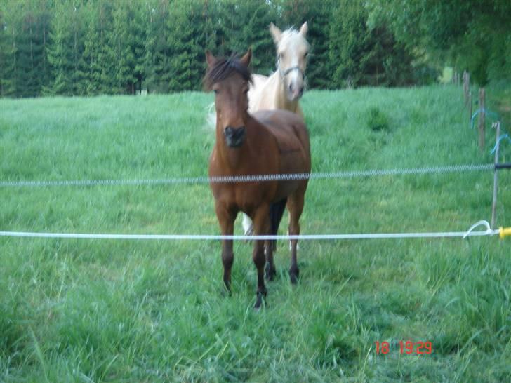 Anden særlig race Skipper billede 7