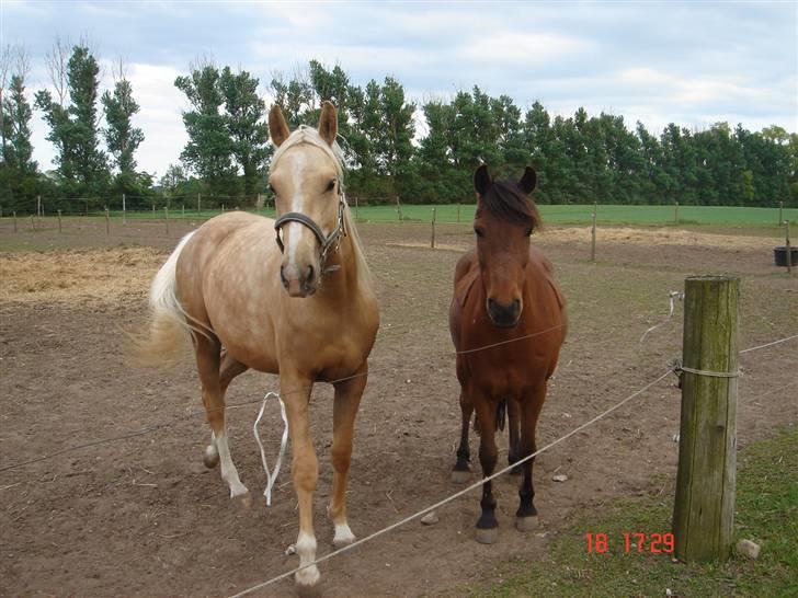 Anden særlig race Skipper billede 8