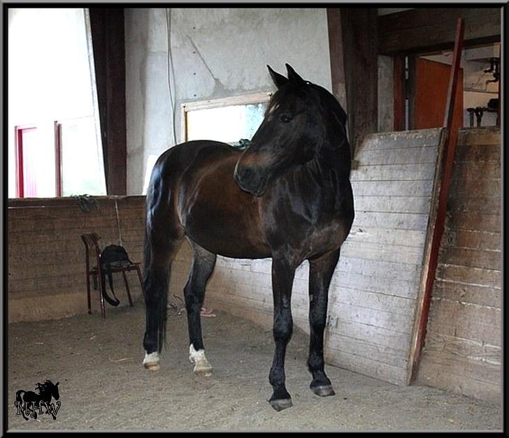 Traver | Spartanens Mulle  - Foto: Julie Willems billede 14