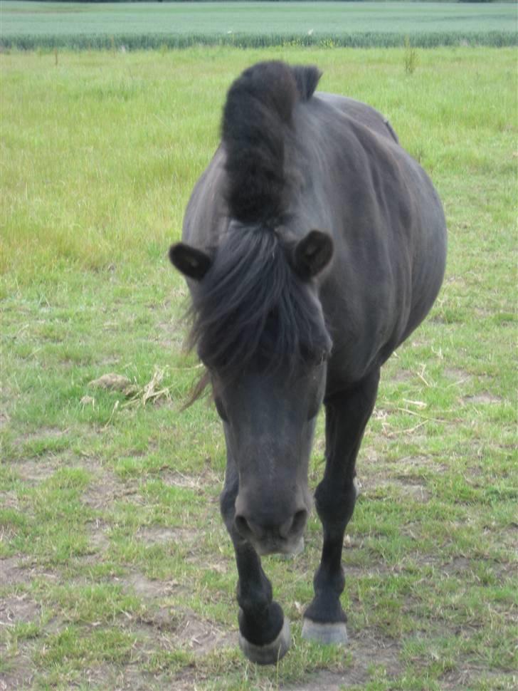 Shetlænder sonny boy - Taak fordi i kiggede forbi!! (: [Foto: Miig] billede 16
