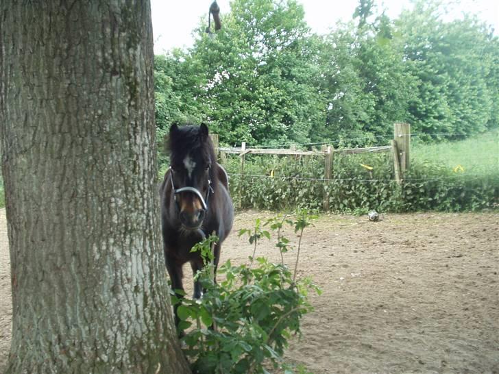 Welsh Pony (sec B) Remmevad´s pony prins billede 13