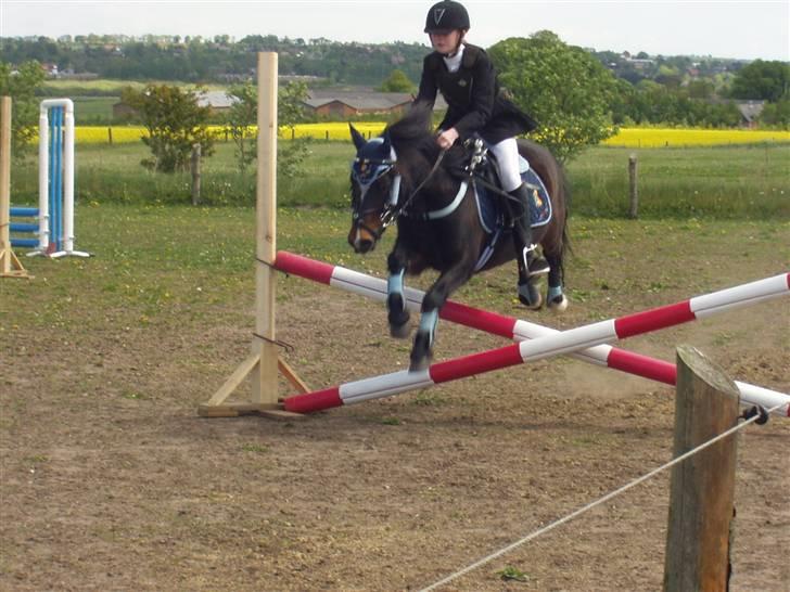 Welsh Pony (sec B) Remmevad´s pony prins billede 14