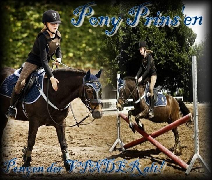 Welsh Pony (sec B) Remmevad´s pony prins billede 15