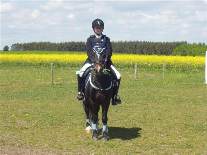 Welsh Pony (sec B) Remmevad´s pony prins billede 16