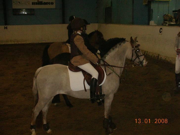 Welsh Pony (sec B) Amandas ElveraSolgt:/ - så er der en roset igen billede 9
