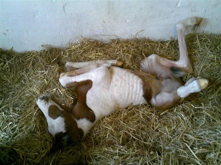 Pinto Sambuca billede 18