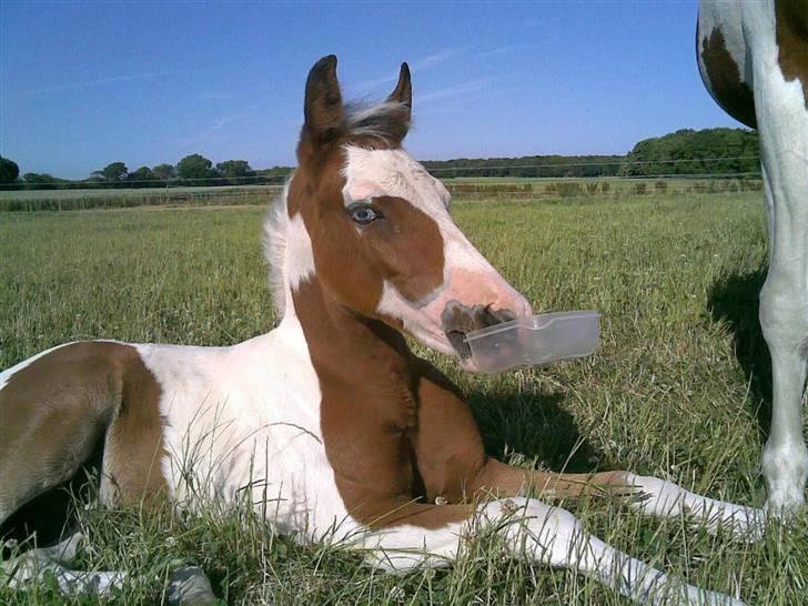 Pinto Sambuca billede 19