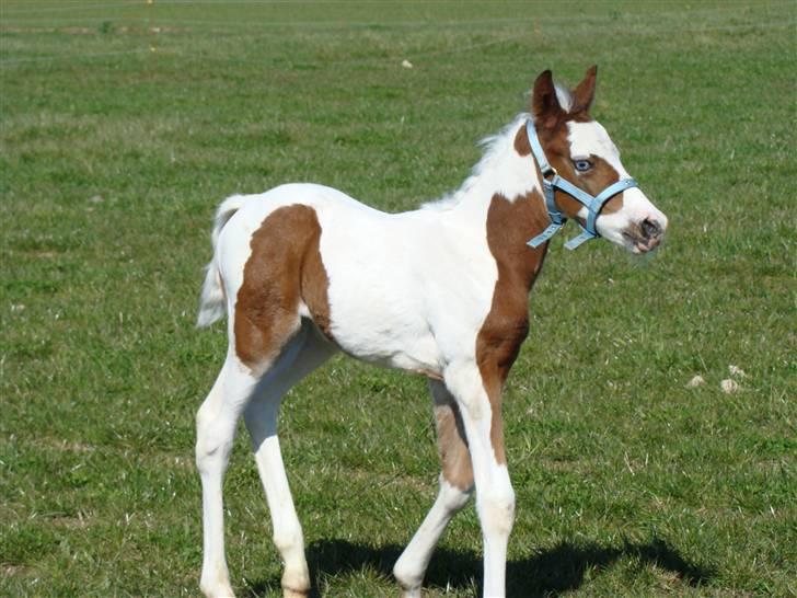 Pinto Sambuca billede 20