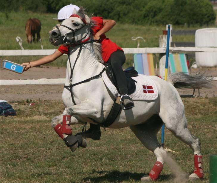 Welsh Pony (sec B) Alexander billede 14