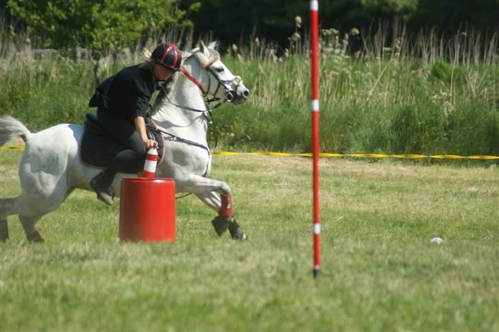 Welsh Pony (sec B) Alexander billede 16