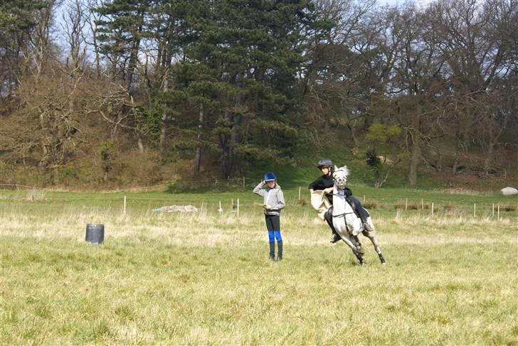 Welsh Pony (sec B) Alexander billede 18