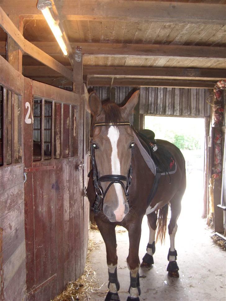 Hollandsk Varmblod Wendy *solgt* - Velkommen til Wendy´s profil... billede 1