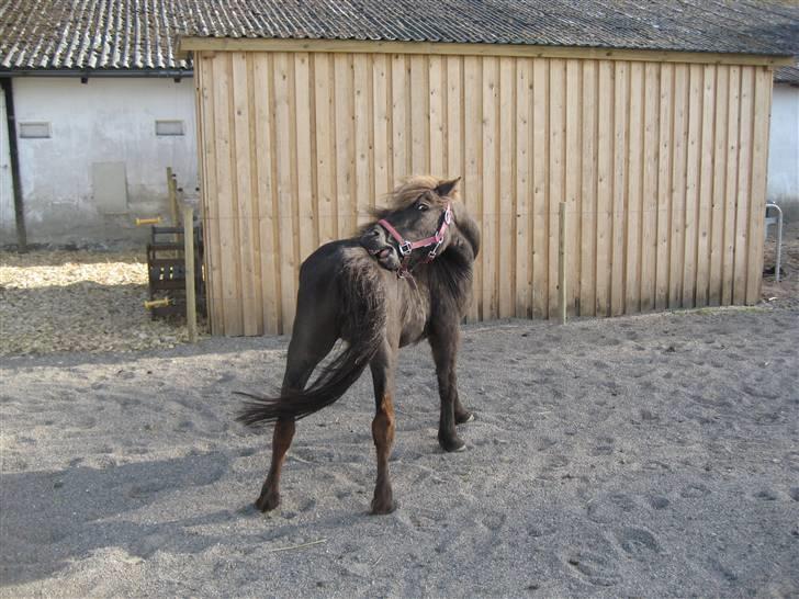 Anden særlig race Donna R.I.P. - uha... så klør det lige:P billede 6