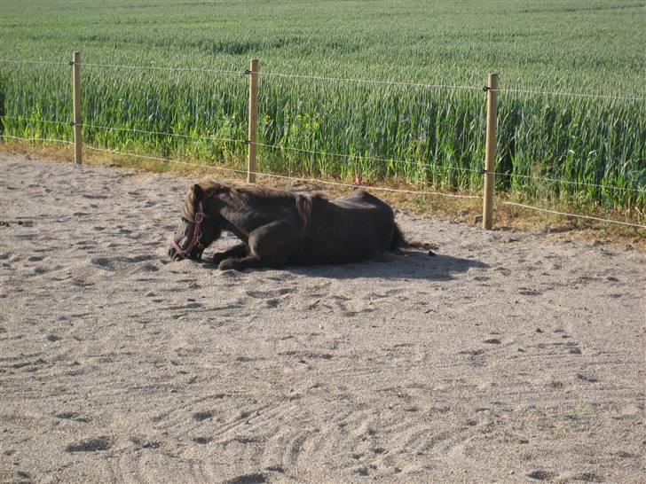 Anden særlig race Donna R.I.P. - det er altid godt med en lille lur:D billede 7