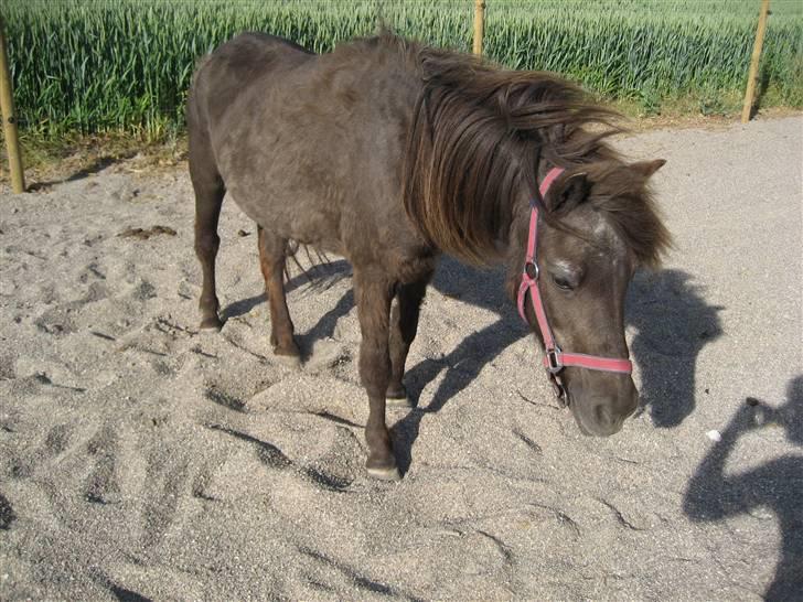 Anden særlig race Donna R.I.P. - hun er så sød med din lille lyserøde grime:P<3 billede 8