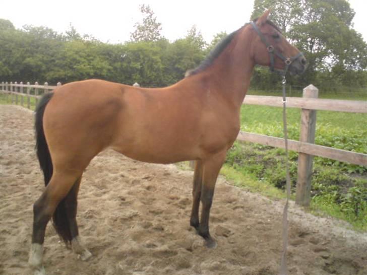 Anden særlig race Donna Cydinor billede 1