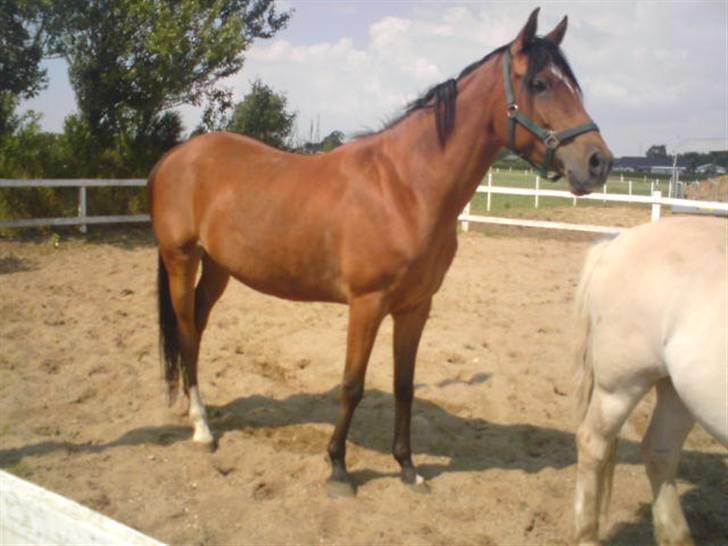 Anden særlig race Donna Cydinor billede 2