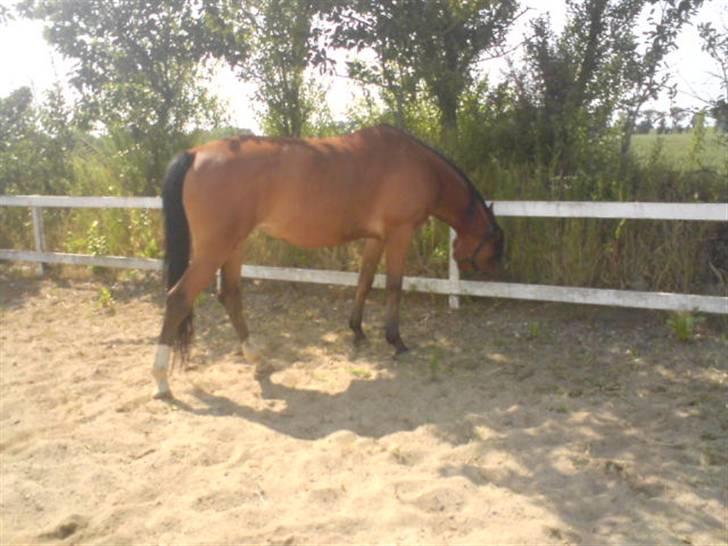 Anden særlig race Donna Cydinor billede 3