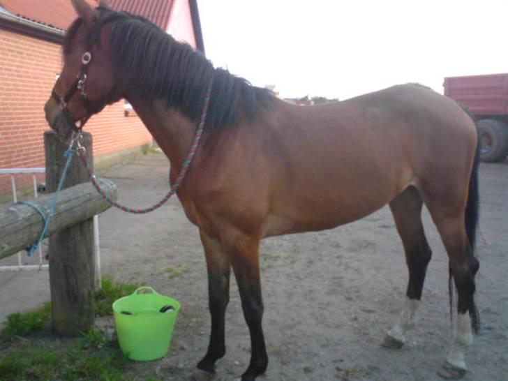 Anden særlig race Donna Cydinor billede 4