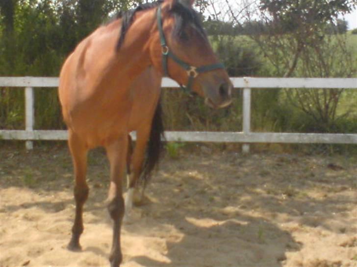 Anden særlig race Donna Cydinor billede 5