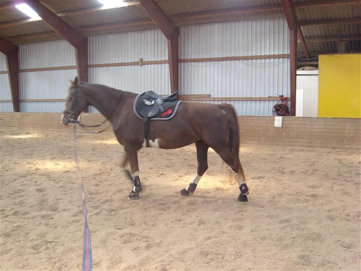 Hollandsk Varmblod Wendy *solgt* billede 2