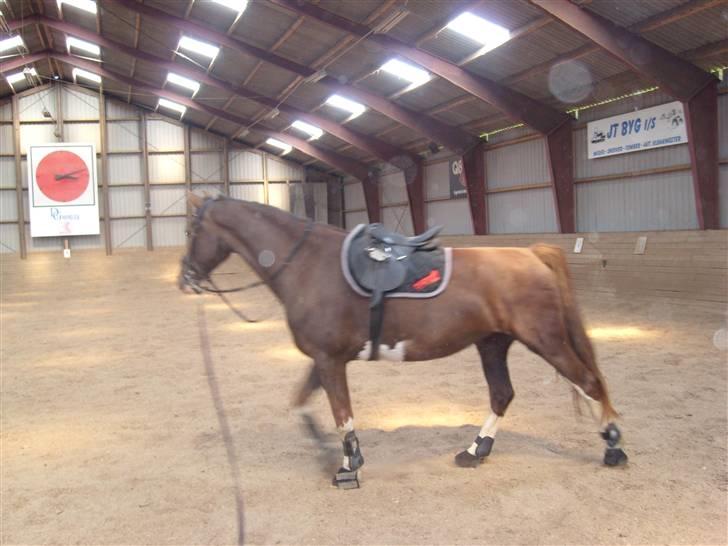 Hollandsk Varmblod Wendy *solgt* billede 3