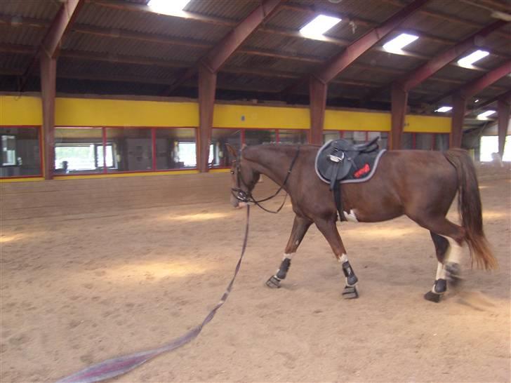 Hollandsk Varmblod Wendy *solgt* billede 4