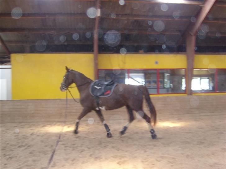 Hollandsk Varmblod Wendy *solgt* billede 5