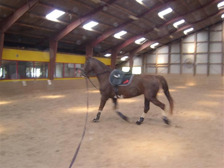 Hollandsk Varmblod Wendy *solgt* billede 6