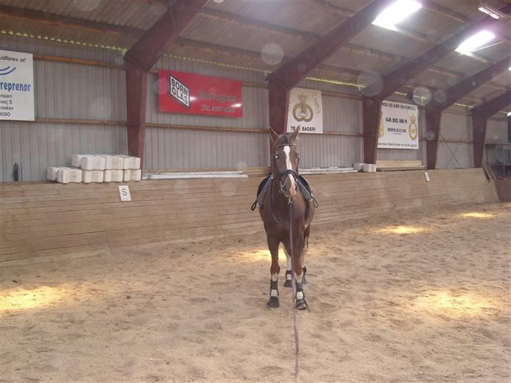 Hollandsk Varmblod Wendy *solgt* billede 7